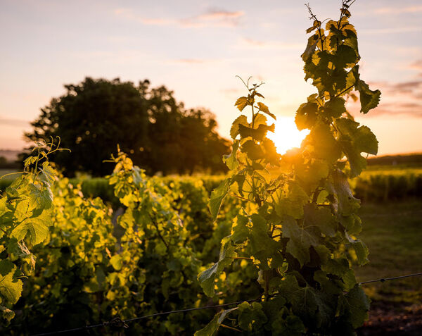 BARNES Fine Wines