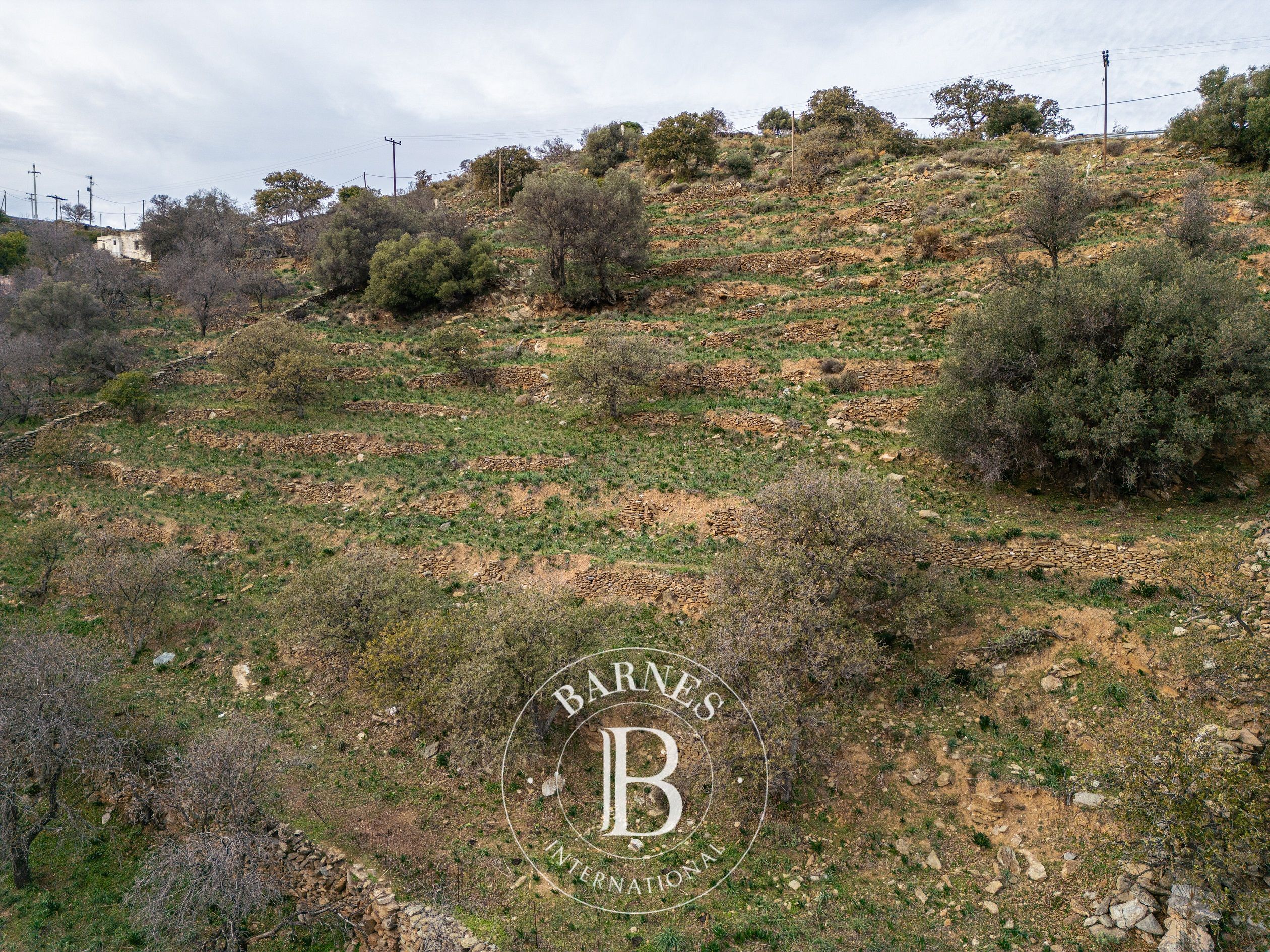 Wonderful Plot - Kea - picture 2