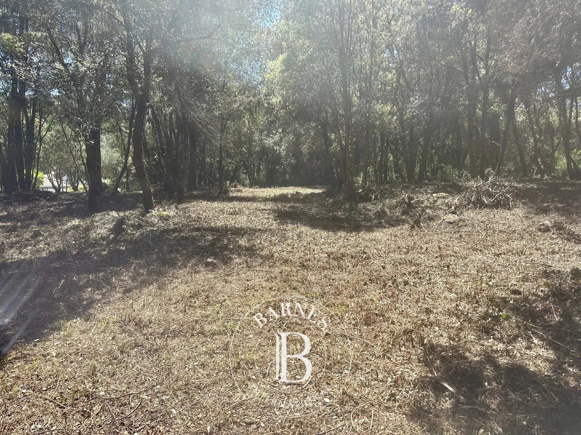 Arazi Biot - picture 11