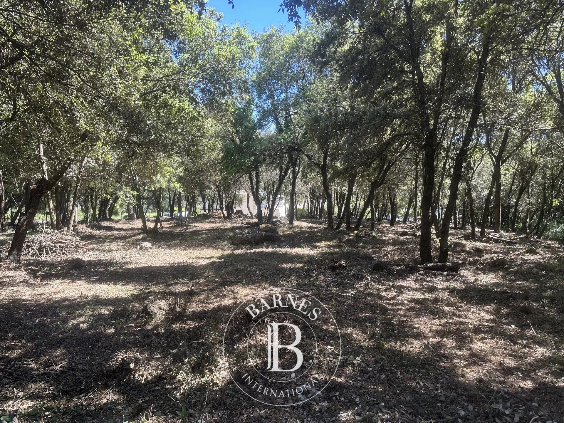 Arazi Biot - picture 13