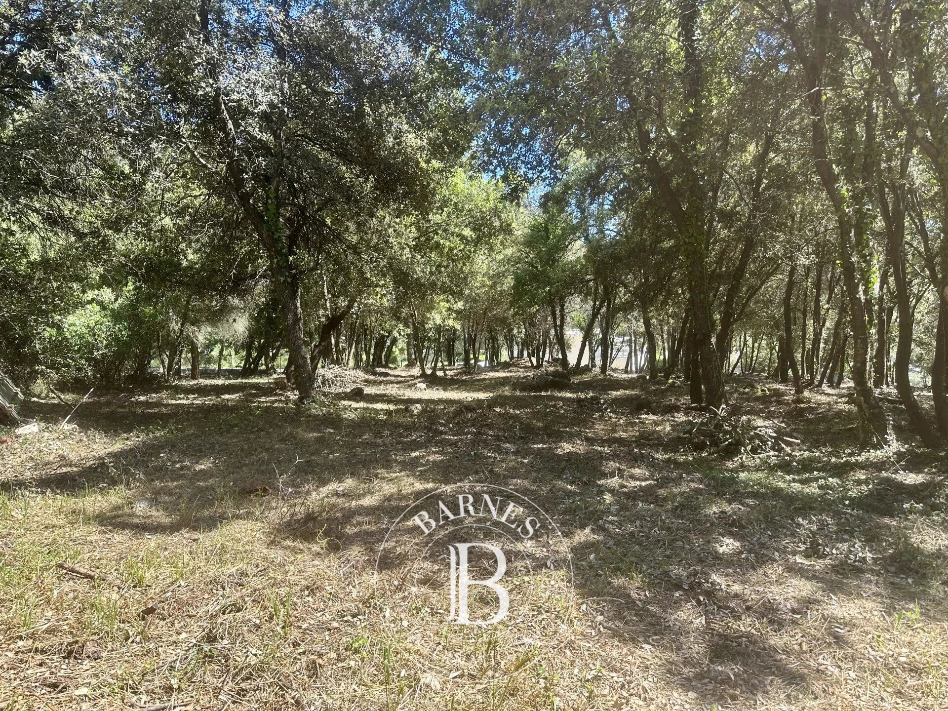 Arazi Biot - picture 14