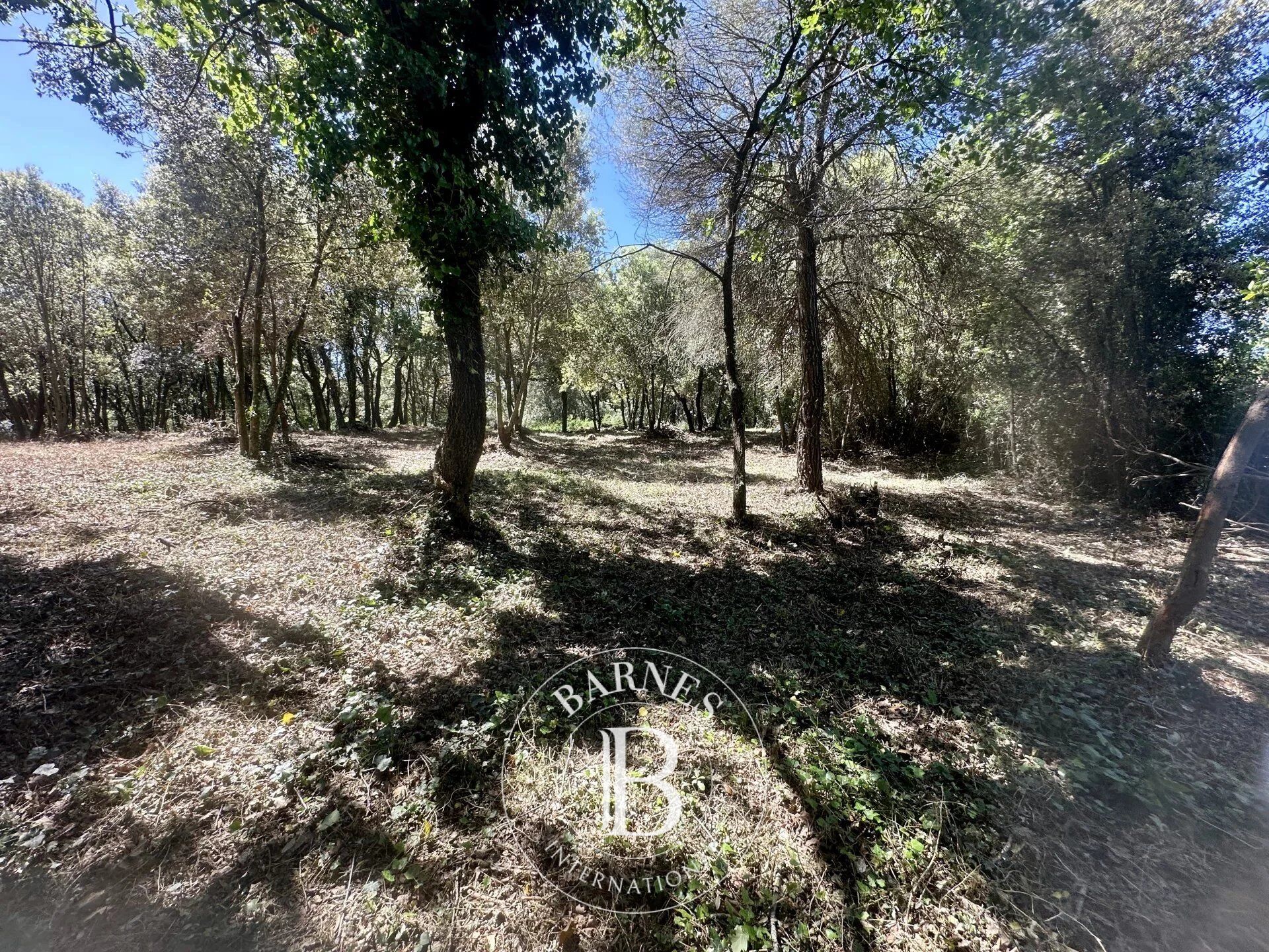 Arazi Biot - picture 5