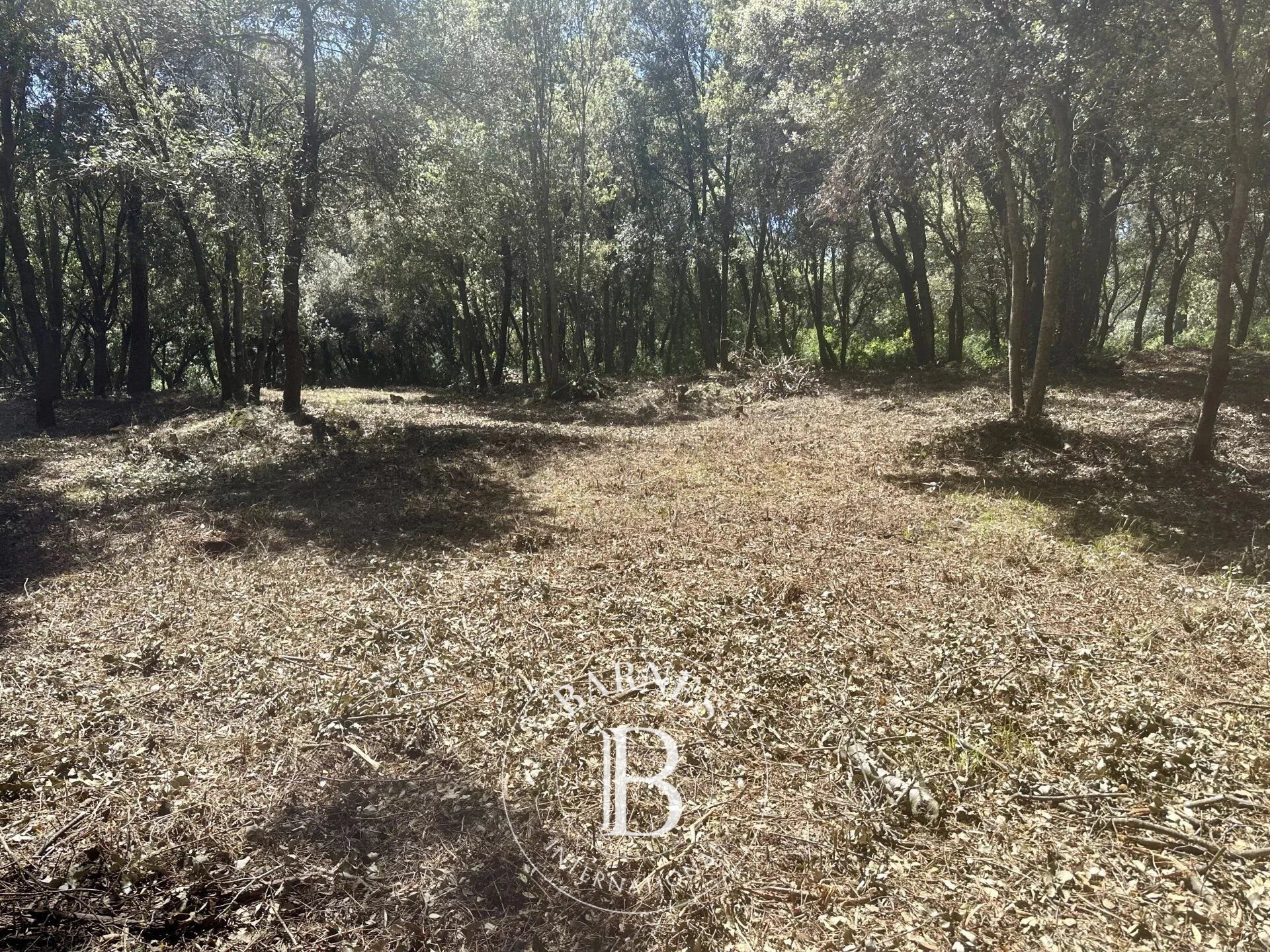 Arazi Biot - picture 10