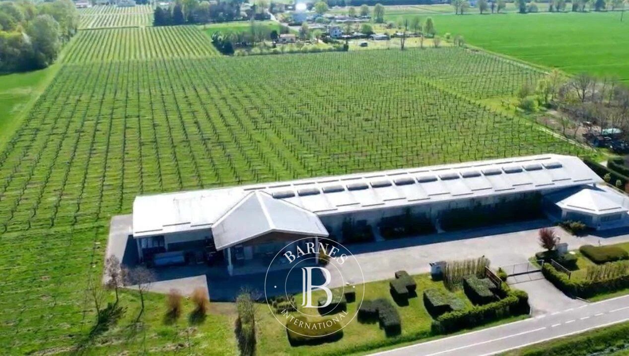 Malikane Carpi - picture 19