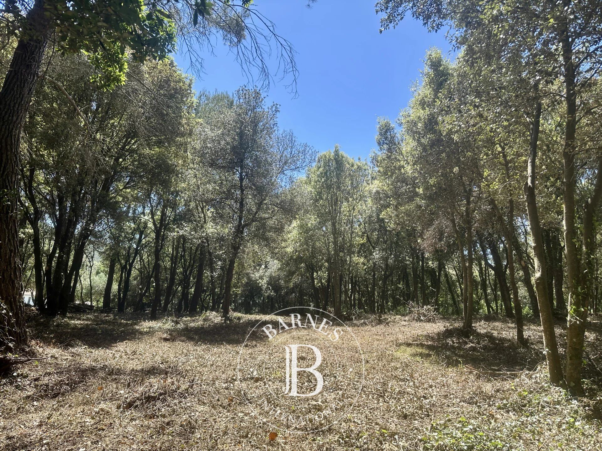 Arazi Biot - picture 4