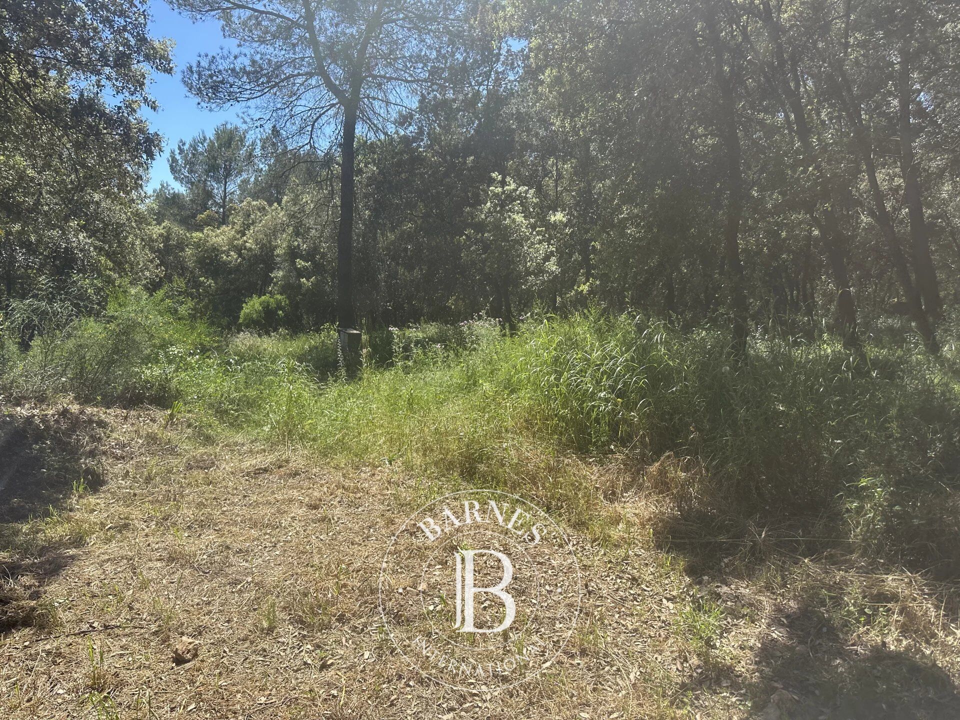 Arazi Biot - picture 7