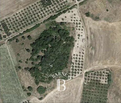 Arazi Montalto di Castro - picture 12