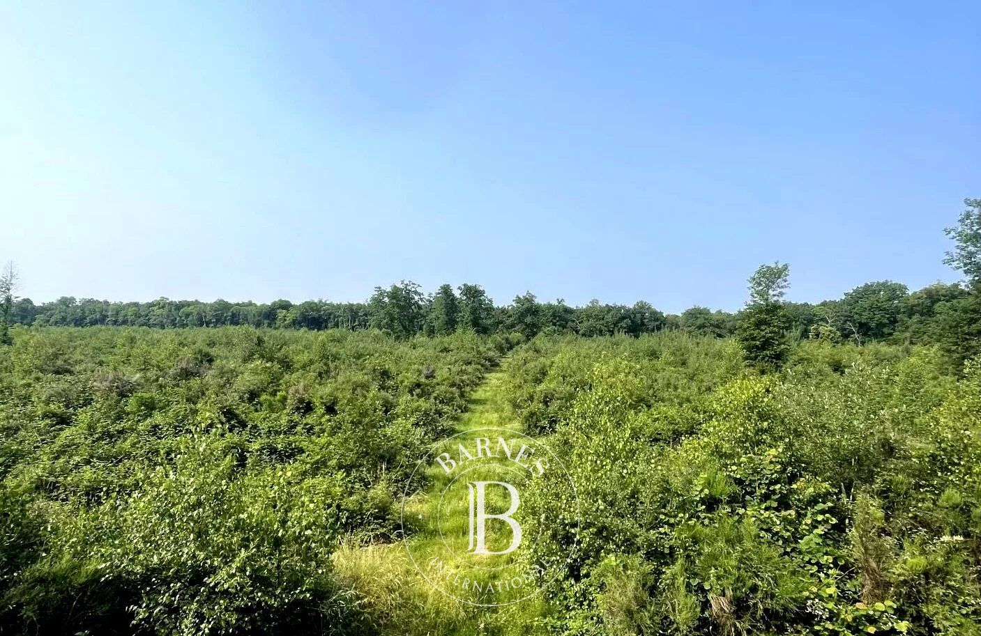 Riserva di caccia Mionnay - picture 2