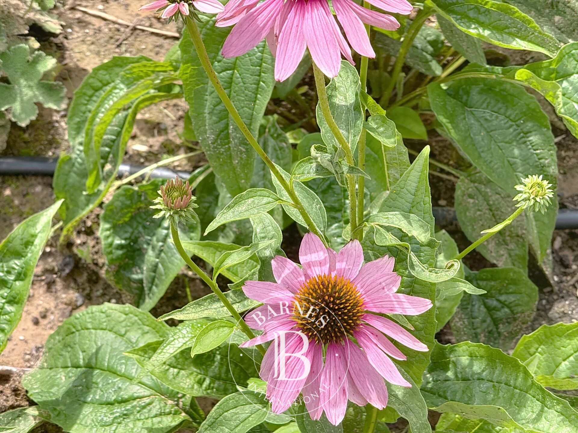 Daire Uccle - picture 15