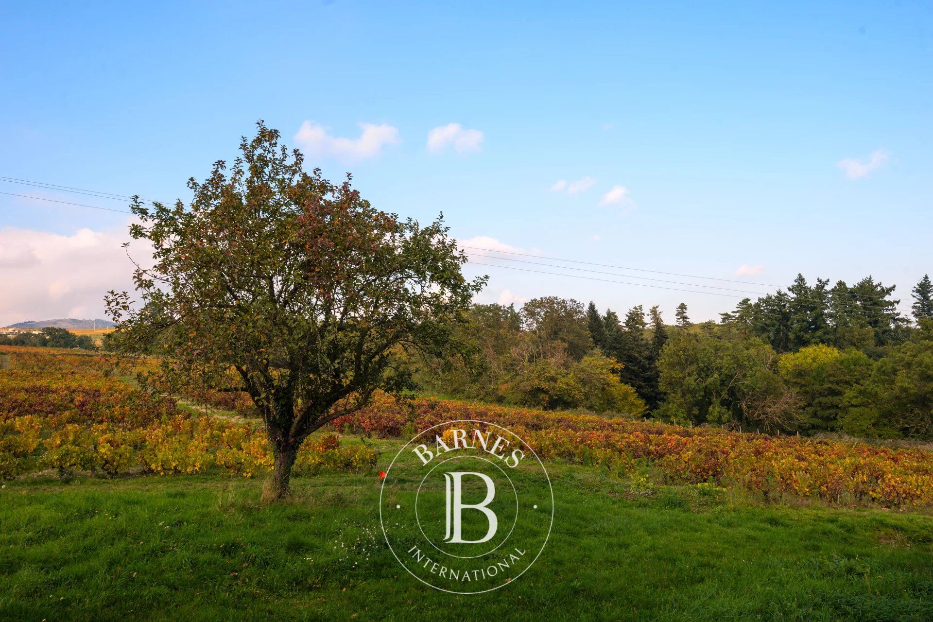 Ev Villié-Morgon - picture 5