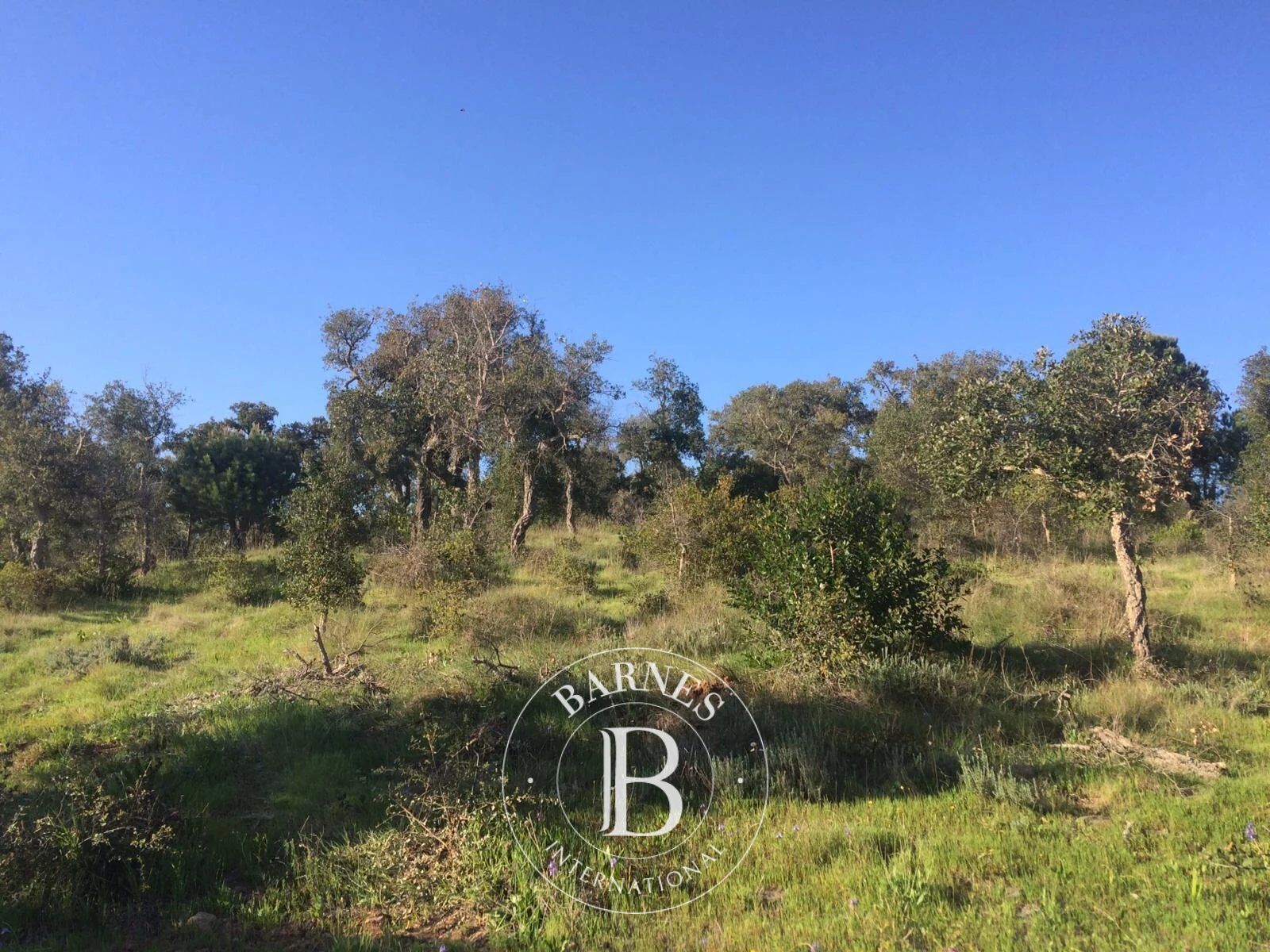 Terrain avec Projet - picture 2